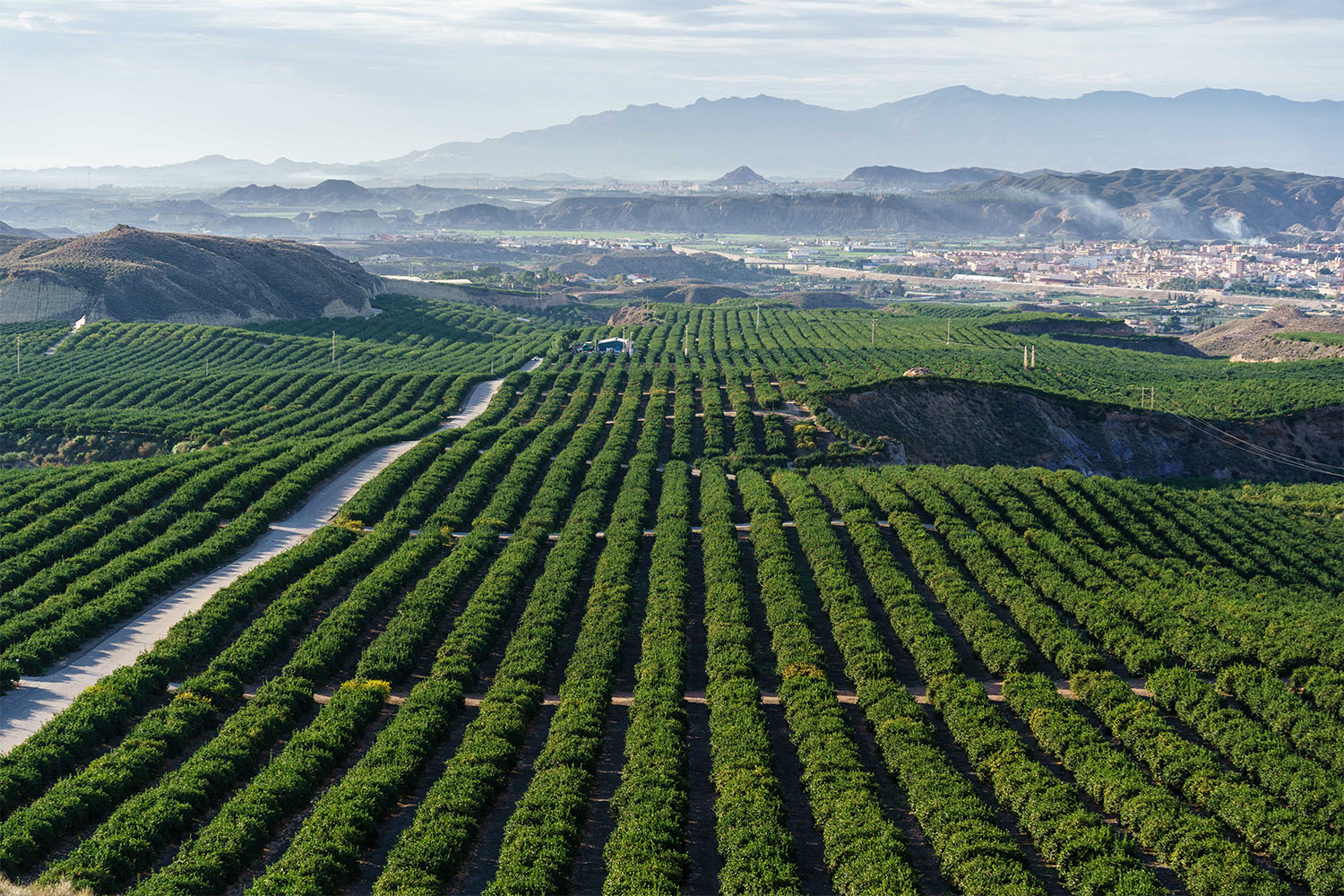 Grupo Torralba-Almería (3)