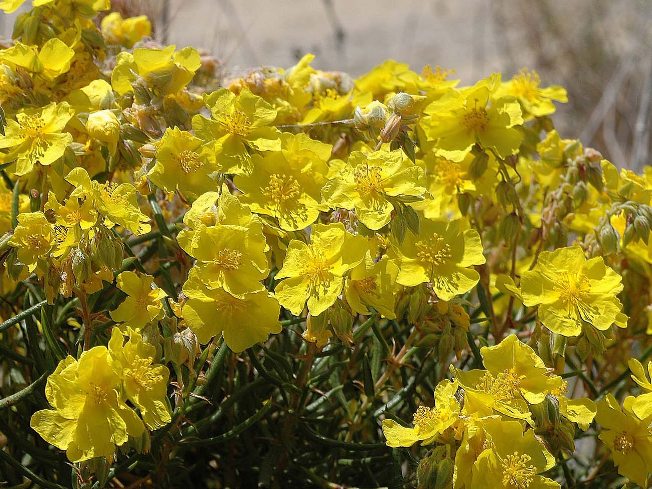 Helianthemum_syriacum-DSC_0007-