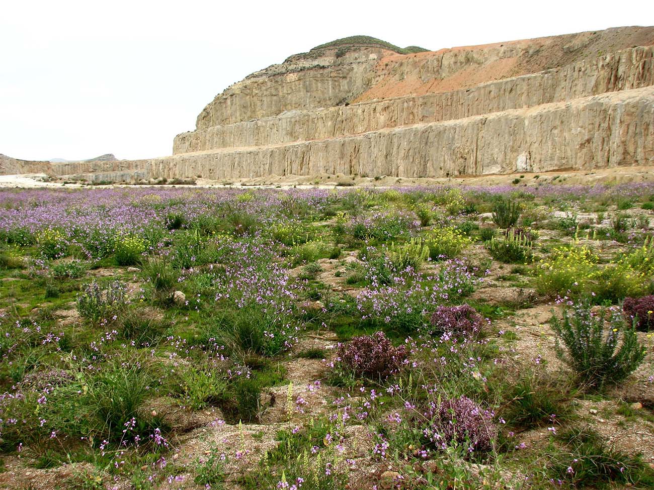 IMG_0979-RESTAURA_ATRIPLEX_MAJADAS-2011