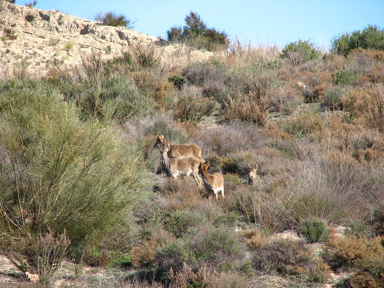 IMG_5694-FAUNA_MAJADAS-2012