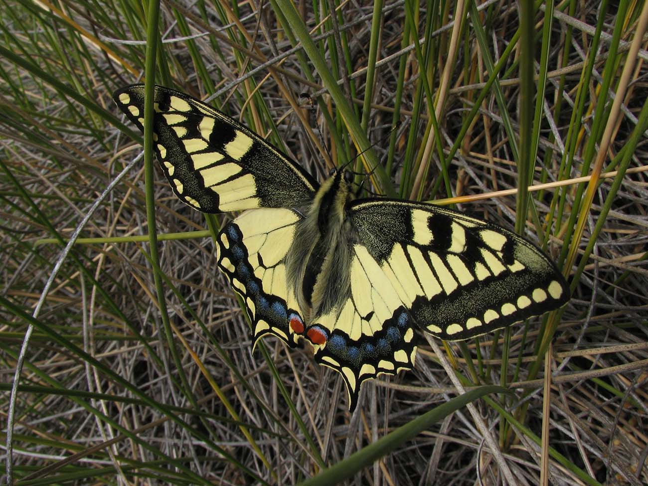 IMG_5732-FAUNA_Q_CSIC_MAJADAS_2012